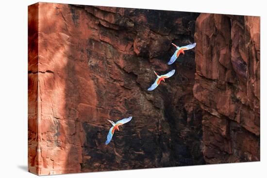 South America, Brazil, Mato Grosso do Sul, Jardim, Red-and-green macaws flying in the sinkhole.-Ellen Goff-Stretched Canvas