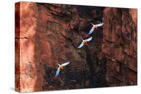 South America, Brazil, Mato Grosso do Sul, Jardim, Red-and-green macaws flying in the sinkhole.-Ellen Goff-Stretched Canvas