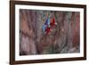 South America, Brazil, Mato Grosso do Sul, Jardim, Red-and-green macaws flying in the sinkhole.-Ellen Goff-Framed Photographic Print