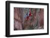 South America, Brazil, Mato Grosso do Sul, Jardim, Red-and-green macaws flying in the sinkhole.-Ellen Goff-Framed Photographic Print