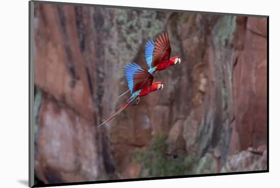 South America, Brazil, Mato Grosso do Sul, Jardim, Red-and-green macaws flying in the sinkhole.-Ellen Goff-Mounted Photographic Print