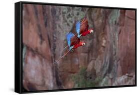 South America, Brazil, Mato Grosso do Sul, Jardim, Red-and-green macaws flying in the sinkhole.-Ellen Goff-Framed Stretched Canvas