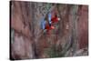 South America, Brazil, Mato Grosso do Sul, Jardim, Red-and-green macaws flying in the sinkhole.-Ellen Goff-Stretched Canvas