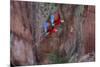 South America, Brazil, Mato Grosso do Sul, Jardim, Red-and-green macaws flying in the sinkhole.-Ellen Goff-Mounted Photographic Print