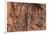 South America, Brazil, Mato Grosso do Sul, Jardim, Red-and-green macaws flying in the sinkhole.-Ellen Goff-Framed Photographic Print