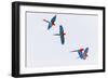 South America, Brazil, Mato Grosso do Sul, Jardim, Red-and-green macaws flying in the sinkhole.-Ellen Goff-Framed Photographic Print