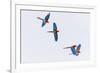 South America, Brazil, Mato Grosso do Sul, Jardim, Red-and-green macaws flying in the sinkhole.-Ellen Goff-Framed Premium Photographic Print