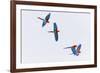 South America, Brazil, Mato Grosso do Sul, Jardim, Red-and-green macaws flying in the sinkhole.-Ellen Goff-Framed Premium Photographic Print