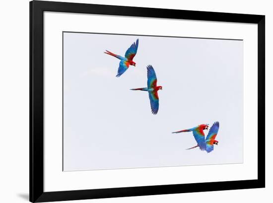 South America, Brazil, Mato Grosso do Sul, Jardim, Red-and-green macaws flying in the sinkhole.-Ellen Goff-Framed Premium Photographic Print