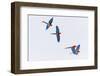 South America, Brazil, Mato Grosso do Sul, Jardim, Red-and-green macaws flying in the sinkhole.-Ellen Goff-Framed Photographic Print