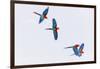 South America, Brazil, Mato Grosso do Sul, Jardim, Red-and-green macaws flying in the sinkhole.-Ellen Goff-Framed Photographic Print