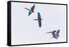 South America, Brazil, Mato Grosso do Sul, Jardim, Red-and-green macaws flying in the sinkhole.-Ellen Goff-Framed Stretched Canvas