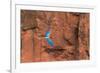 South America, Brazil, Mato Grosso do Sul, Jardim, Red-and-green macaws flying in the sinkhole.-Ellen Goff-Framed Photographic Print