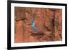 South America, Brazil, Mato Grosso do Sul, Jardim, Red-and-green macaws flying in the sinkhole.-Ellen Goff-Framed Photographic Print