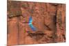 South America, Brazil, Mato Grosso do Sul, Jardim, Red-and-green macaws flying in the sinkhole.-Ellen Goff-Mounted Photographic Print