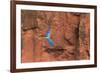 South America, Brazil, Mato Grosso do Sul, Jardim, Red-and-green macaws flying in the sinkhole.-Ellen Goff-Framed Premium Photographic Print