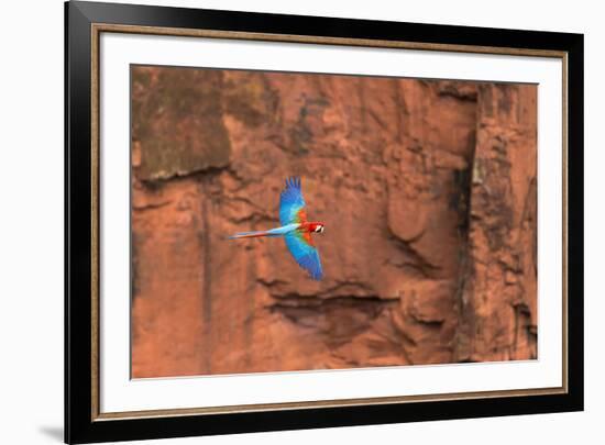 South America, Brazil, Mato Grosso do Sul, Jardim, Red-and-green macaws flying in the sinkhole.-Ellen Goff-Framed Premium Photographic Print