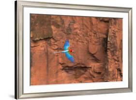 South America, Brazil, Mato Grosso do Sul, Jardim, Red-and-green macaws flying in the sinkhole.-Ellen Goff-Framed Premium Photographic Print