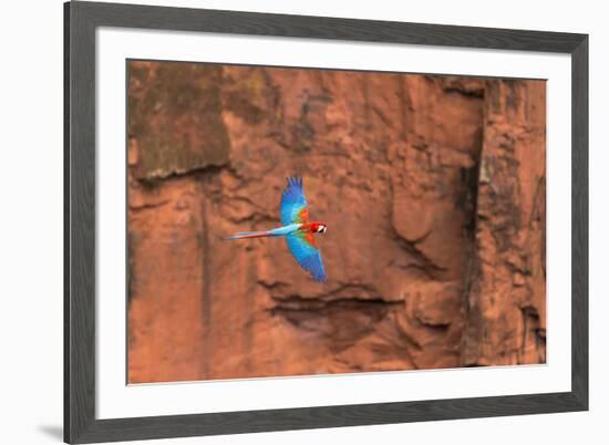 South America, Brazil, Mato Grosso do Sul, Jardim, Red-and-green macaws flying in the sinkhole.-Ellen Goff-Framed Premium Photographic Print