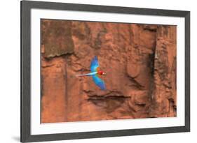 South America, Brazil, Mato Grosso do Sul, Jardim, Red-and-green macaws flying in the sinkhole.-Ellen Goff-Framed Premium Photographic Print