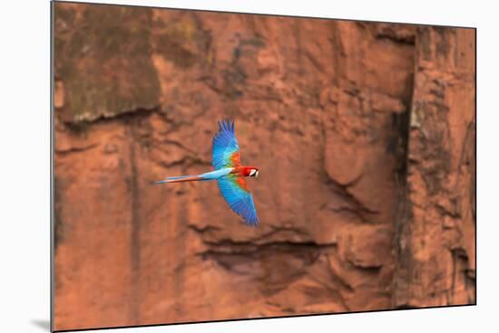 South America, Brazil, Mato Grosso do Sul, Jardim, Red-and-green macaws flying in the sinkhole.-Ellen Goff-Mounted Premium Photographic Print