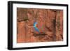 South America, Brazil, Mato Grosso do Sul, Jardim, Red-and-green macaws flying in the sinkhole.-Ellen Goff-Framed Photographic Print