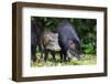 South America, Brazil, Mato Grosso do Sul, white-lipped peccary and young.-Ellen Goff-Framed Premium Photographic Print