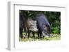 South America, Brazil, Mato Grosso do Sul, white-lipped peccary and young.-Ellen Goff-Framed Premium Photographic Print