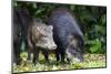 South America, Brazil, Mato Grosso do Sul, white-lipped peccary and young.-Ellen Goff-Mounted Premium Photographic Print