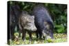 South America, Brazil, Mato Grosso do Sul, white-lipped peccary and young.-Ellen Goff-Stretched Canvas