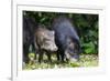 South America, Brazil, Mato Grosso do Sul, white-lipped peccary and young.-Ellen Goff-Framed Photographic Print