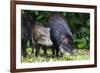 South America, Brazil, Mato Grosso do Sul, white-lipped peccary and young.-Ellen Goff-Framed Photographic Print