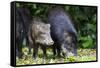 South America, Brazil, Mato Grosso do Sul, white-lipped peccary and young.-Ellen Goff-Framed Stretched Canvas