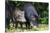 South America, Brazil, Mato Grosso do Sul, white-lipped peccary and young.-Ellen Goff-Stretched Canvas