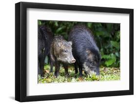 South America, Brazil, Mato Grosso do Sul, white-lipped peccary and young.-Ellen Goff-Framed Photographic Print