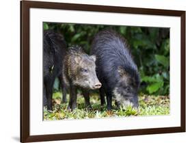 South America, Brazil, Mato Grosso do Sul, white-lipped peccary and young.-Ellen Goff-Framed Premium Photographic Print