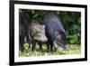 South America, Brazil, Mato Grosso do Sul, white-lipped peccary and young.-Ellen Goff-Framed Premium Photographic Print