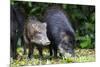 South America, Brazil, Mato Grosso do Sul, white-lipped peccary and young.-Ellen Goff-Mounted Premium Photographic Print