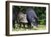 South America, Brazil, Mato Grosso do Sul, white-lipped peccary and young.-Ellen Goff-Framed Photographic Print