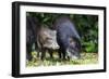 South America, Brazil, Mato Grosso do Sul, white-lipped peccary and young.-Ellen Goff-Framed Photographic Print