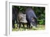 South America, Brazil, Mato Grosso do Sul, white-lipped peccary and young.-Ellen Goff-Framed Photographic Print