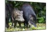 South America, Brazil, Mato Grosso do Sul, white-lipped peccary and young.-Ellen Goff-Mounted Photographic Print