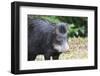 South America, Brazil, Mato Grosso do Sul, white-lipped peccary.-Ellen Goff-Framed Photographic Print