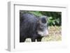 South America, Brazil, Mato Grosso do Sul, white-lipped peccary.-Ellen Goff-Framed Photographic Print