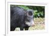 South America, Brazil, Mato Grosso do Sul, white-lipped peccary.-Ellen Goff-Framed Premium Photographic Print