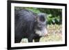 South America, Brazil, Mato Grosso do Sul, white-lipped peccary.-Ellen Goff-Framed Premium Photographic Print