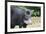 South America, Brazil, Mato Grosso do Sul, white-lipped peccary.-Ellen Goff-Framed Premium Photographic Print