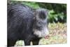 South America, Brazil, Mato Grosso do Sul, white-lipped peccary.-Ellen Goff-Mounted Premium Photographic Print