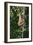 South America, Brazil, Pantanal Wetland, Capuchin Monkey Climbing a Vine in the Brazilian Jungle-Judith Zimmerman-Framed Photographic Print