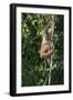 South America, Brazil, Pantanal Wetland, Capuchin Monkey Climbing a Vine in the Brazilian Jungle-Judith Zimmerman-Framed Photographic Print